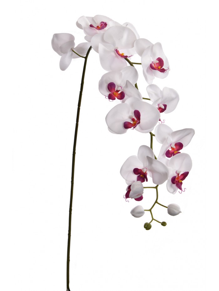 Um. phalaenopsis orchidea 75cm 40020009
