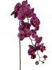 Um. phalaenopsis orchidea 75cm 40020009